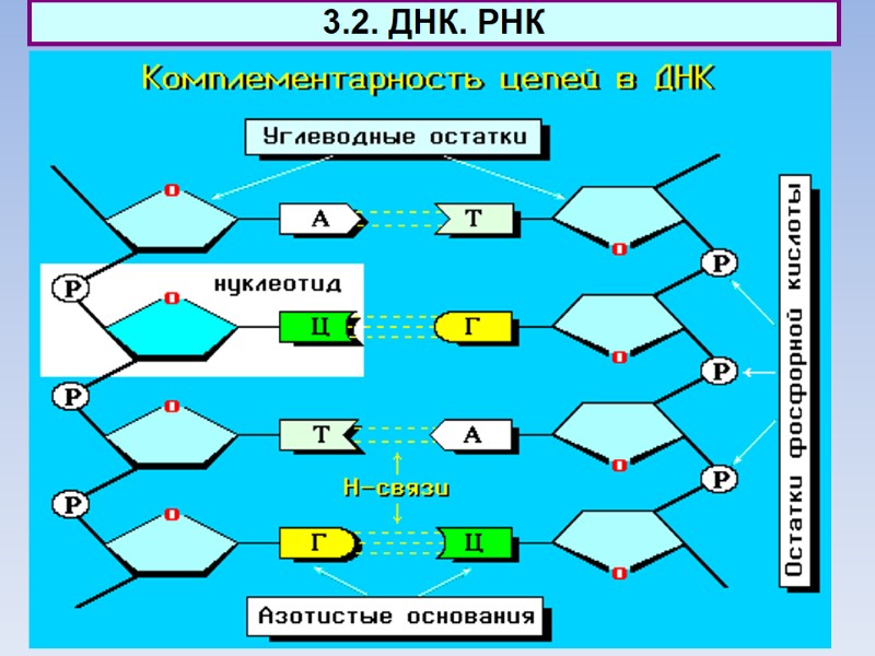3.2. ДНК. РНК